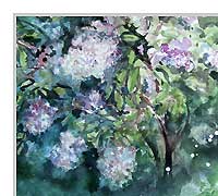 190_sven_swora_Hortensie-und-Schneeball_26082015